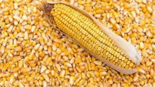 آخرین وضعیت واردات و موجودی ذرت