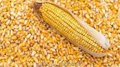 آخرین وضعیت واردات و موجودی ذرت