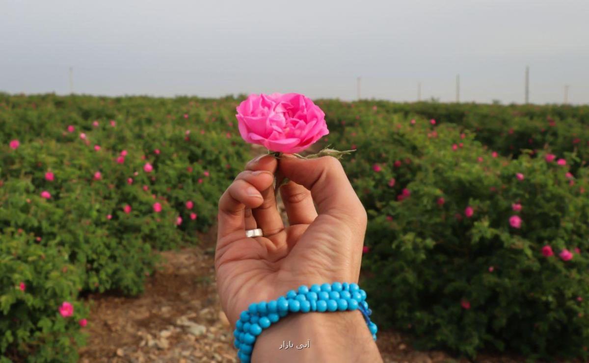 ایران سال گذشته رتبه نخست صادرات اسانس گل محمدی به دست آورد