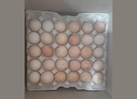 فروشگاه تخم مرغ خوراکی صنعتی و محلی