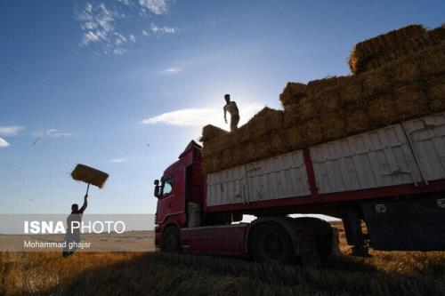جزئیاتی از واردات گندم قبل و پس از حذف ارز 4200