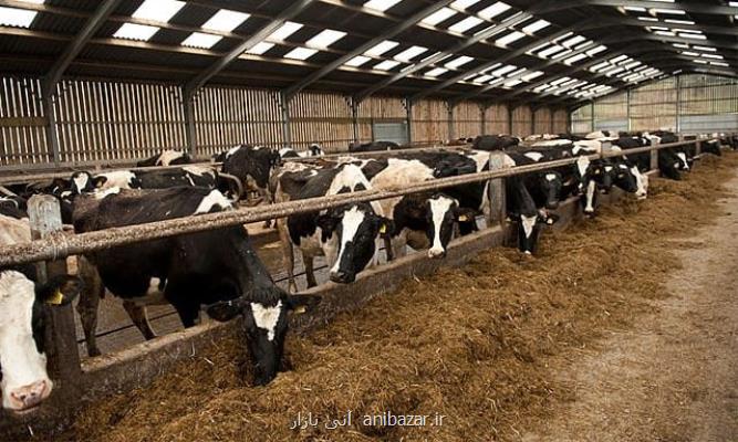 کاهش تولید شیر و گوشت گاو در تابستان