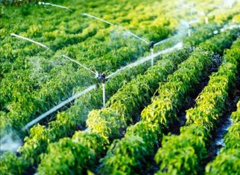 87 درصد محصولات زراعی استان همدان وابسته به آب است