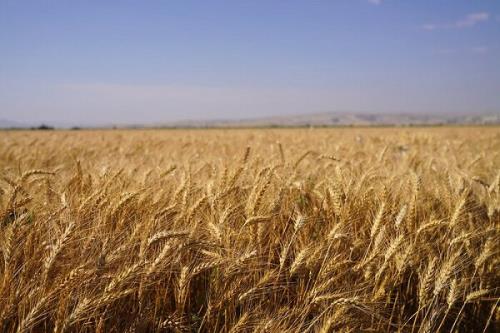 چرا استاندارد ۱۰۴ و تولید گندم کیفی اجرایی نمی شود؟