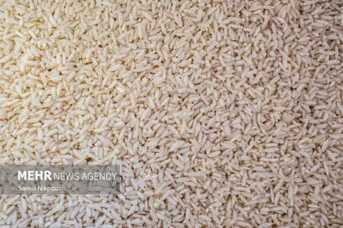 بازار برنج با توزیع محموله های وارداتی ساماندهی می شود