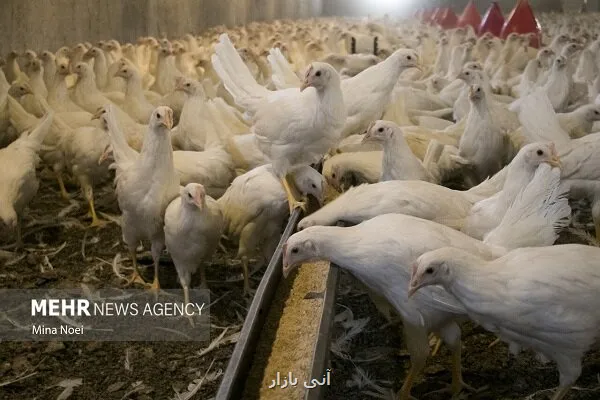 نهاده دامی قطاری که به مقصد نرسید