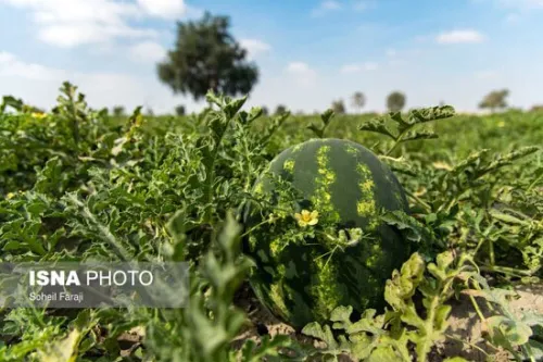 می توان بوته هندوانه را به کدو پیوند زد