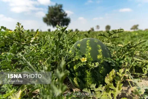 می توان بوته هندوانه را به کدو پیوند زد