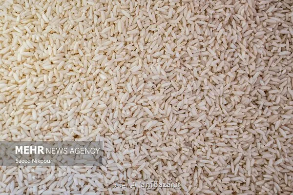 واردات برنج تسهیل شد اما نقدینگی وجود ندارد