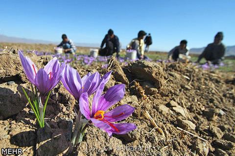ساماندهی صادرات زعفران ایران به بازار جهانی