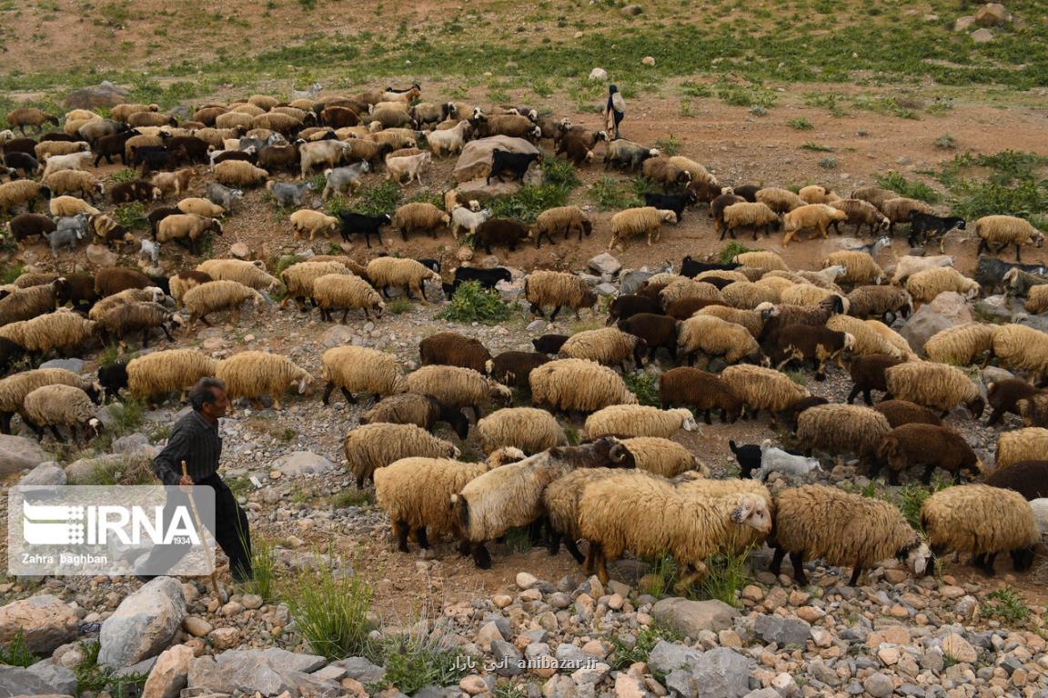 افزایش ۱ و هفت دهم درصدی تعداد دام های سبك كشور