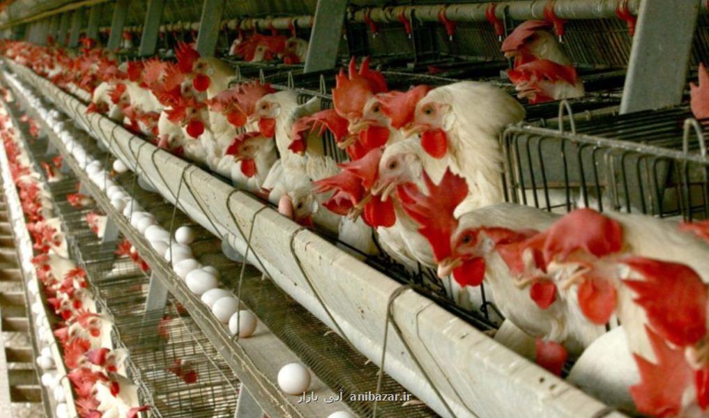 پركشیدن قیمت مرغ و مسئله چندوجهی تولید تا بازار در استان سمنان